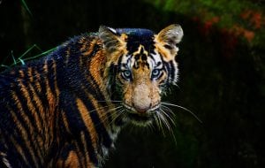 VISIT INDIA ON TIGER SAFARI